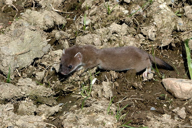 Weasel (Family: Mustelidae, Genus Mustela) - Wiki; Image ONLY