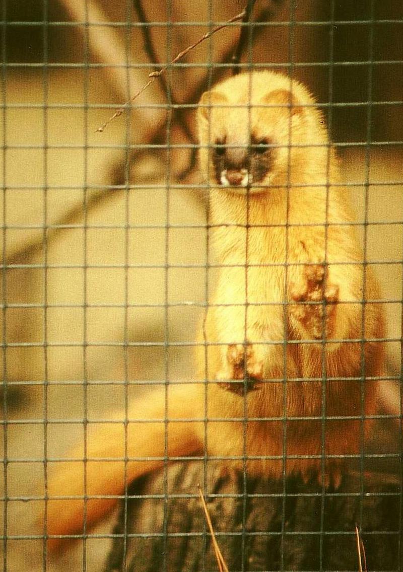 Siberian Weasel (Mustela sibirica) - Wiki; DISPLAY FULL IMAGE.