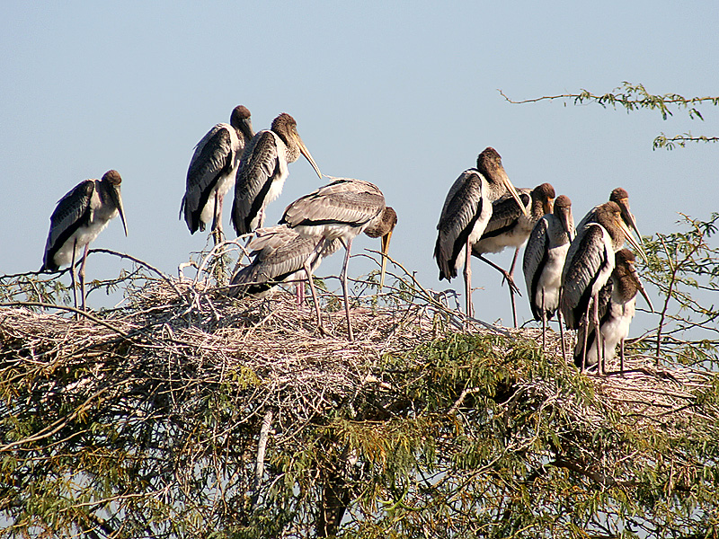 Stork (Family: Ciconiidae) - Wiki; DISPLAY FULL IMAGE.