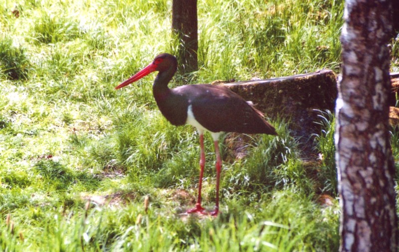 Black Stork (Ciconia nigra) - Wiki; DISPLAY FULL IMAGE.
