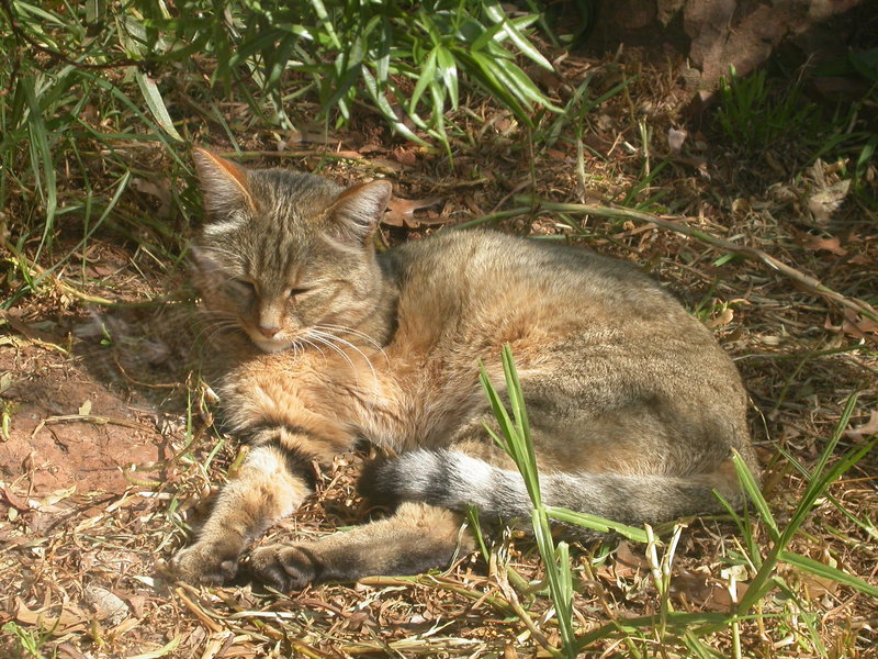 African Wildcat (Felis silvestris lybica) - Wiki; DISPLAY FULL IMAGE.