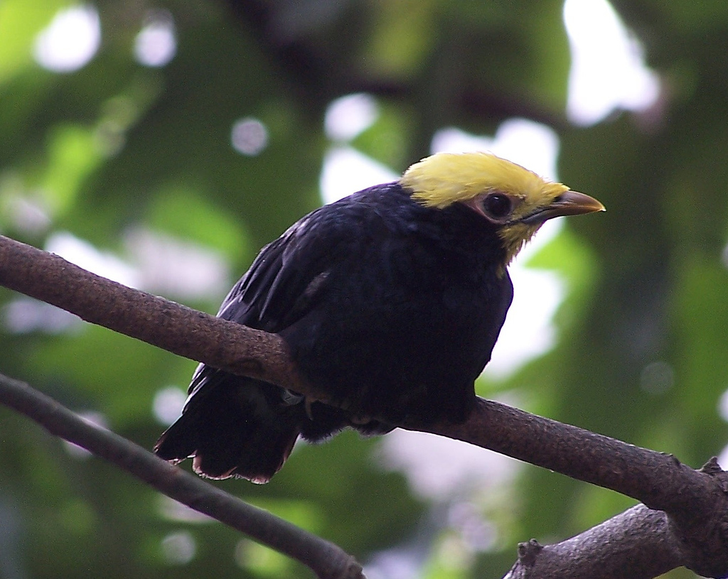 Golden-crested Myna (Ampeliceps coronatus) - Wiki; Image ONLY