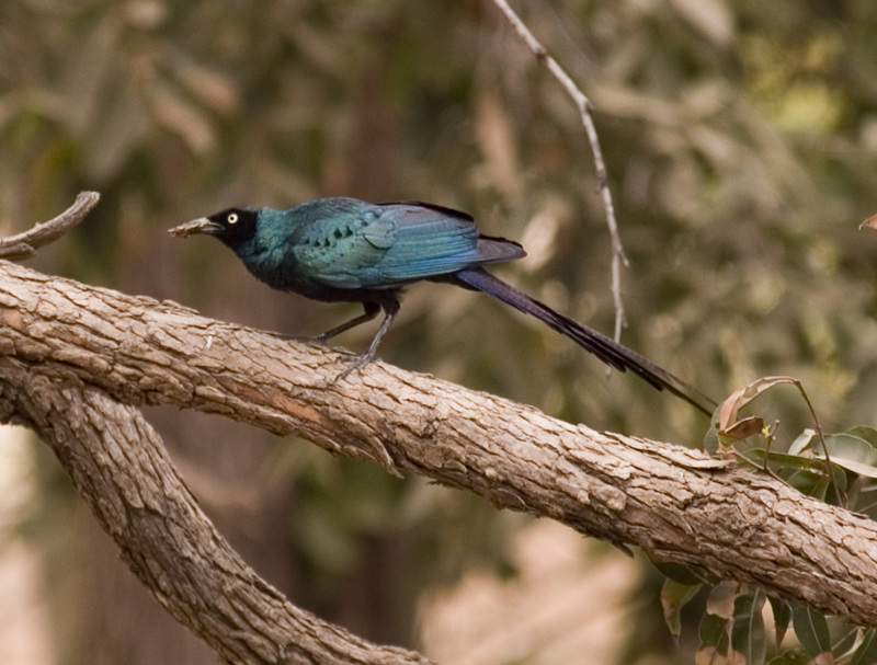 Long-tailed Glossy-starling (Lamprotornis caudatus) - Wiki; DISPLAY FULL IMAGE.