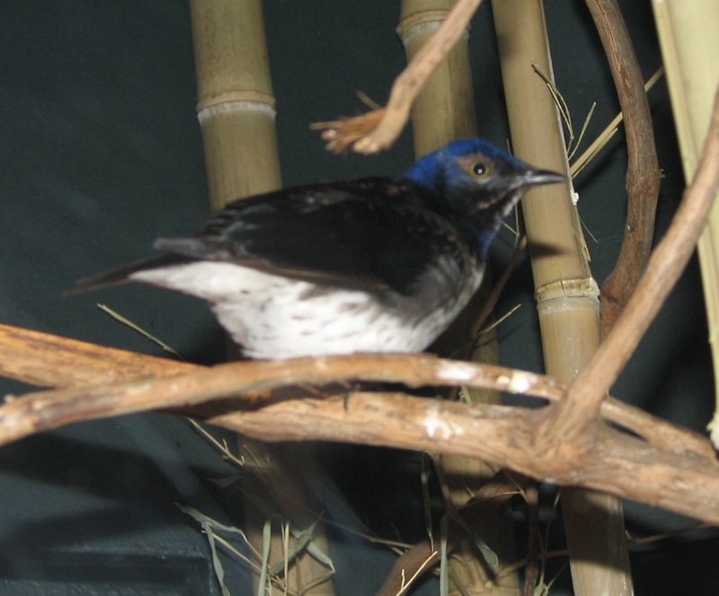 Violet-backed Starling (Cinnyricinclus leucogaster) - Wiki; DISPLAY FULL IMAGE.