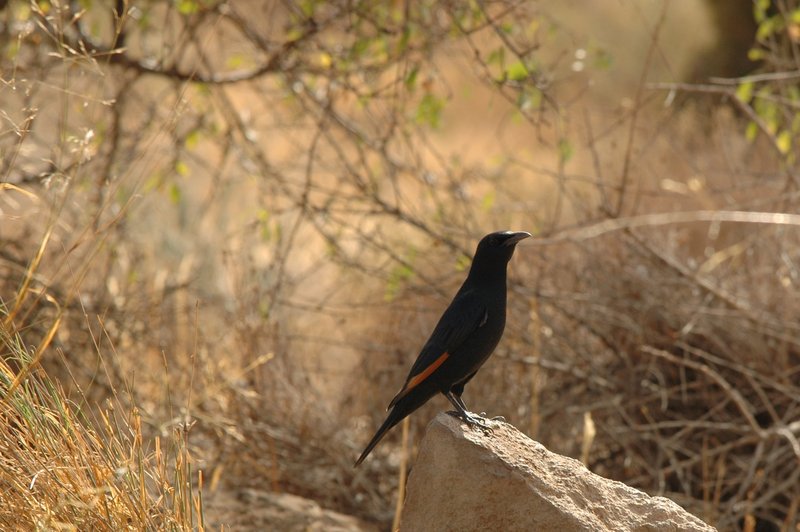 Tristram's Starling (Onychognathus tristramii), Jordan; DISPLAY FULL IMAGE.