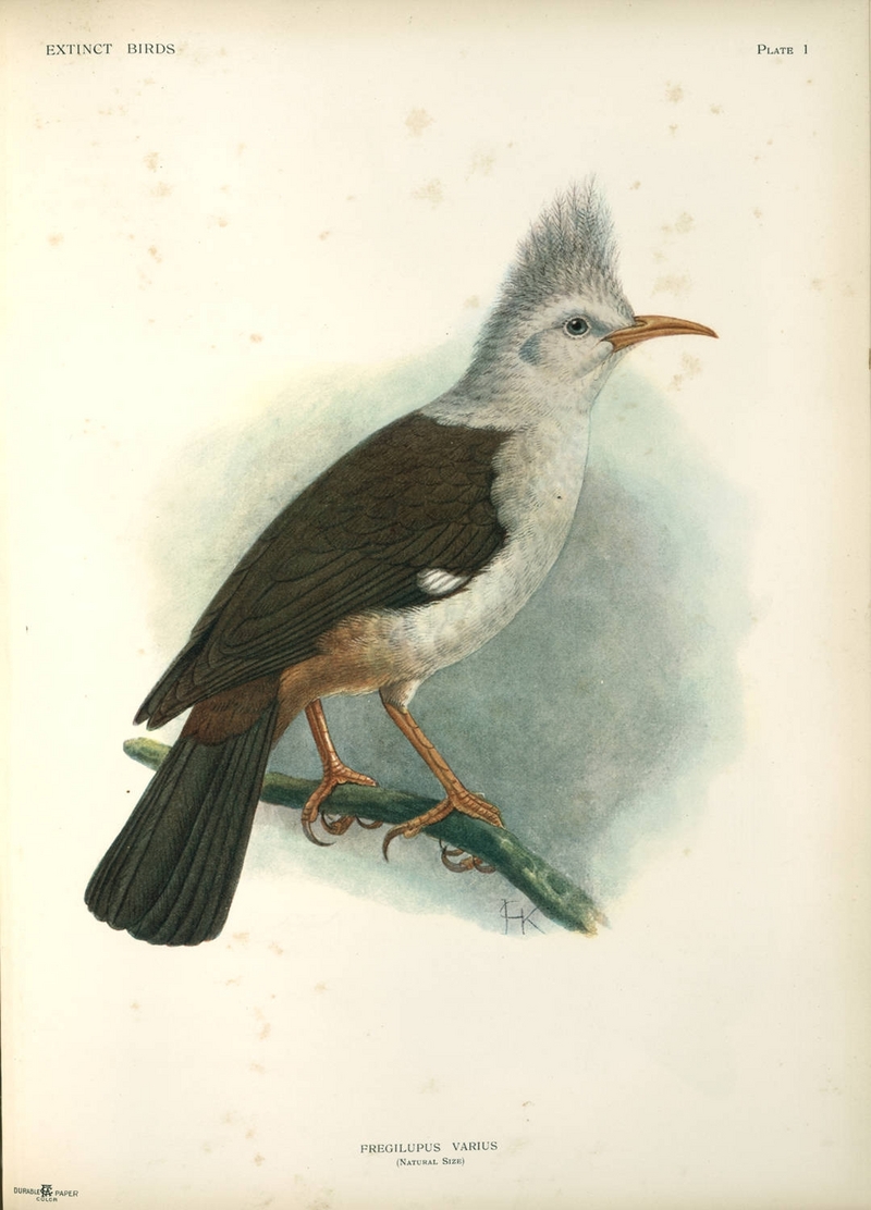 Bourbon Crested Starling (Fregilupus varius) - Wiki; DISPLAY FULL IMAGE.
