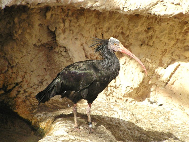 Northern Bald Ibis (Geronticus eremita) - Wiki; DISPLAY FULL IMAGE.