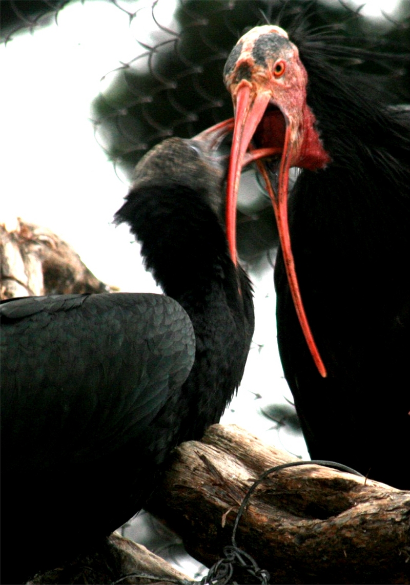 Northern Bald Ibis (Geronticus eremita) feeding; DISPLAY FULL IMAGE.