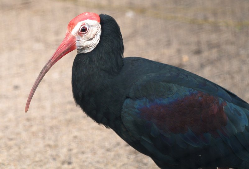 Southern Bald Ibis (Geronticus calvus) - Wiki; DISPLAY FULL IMAGE.
