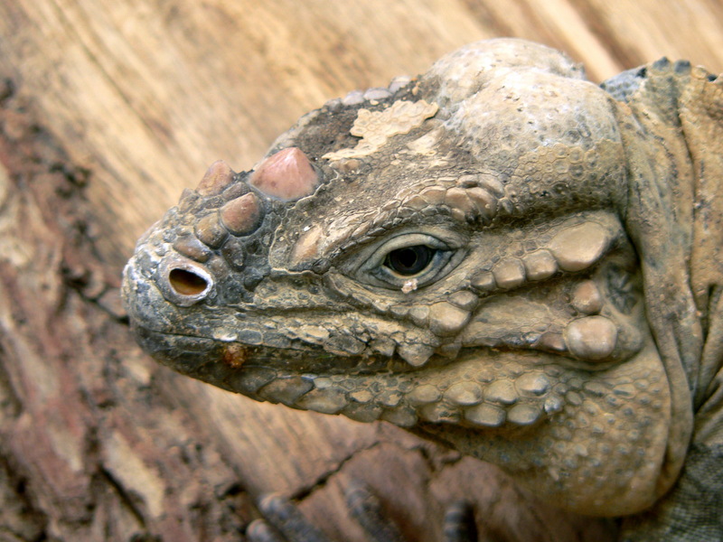 Rhinoceros Iguana (Cyclura cornuta) - Wiki; DISPLAY FULL IMAGE.