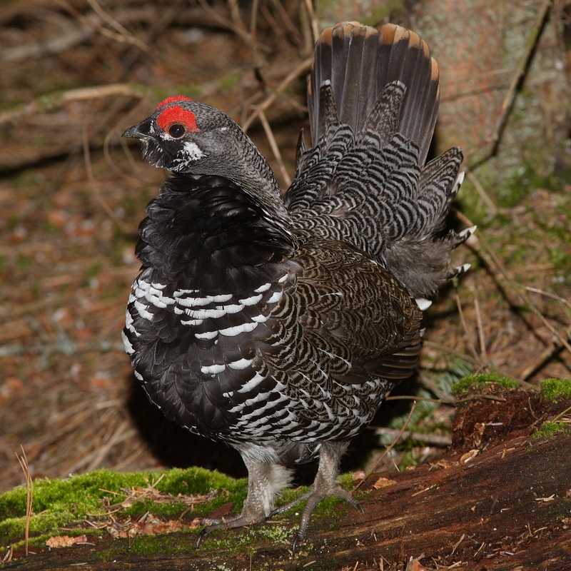Spruce Grouse (Falcipennis canadensis) - Wiki; DISPLAY FULL IMAGE.