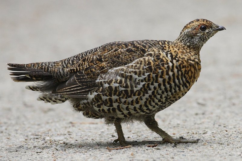 Spruce Grouse (Falcipennis canadensis) female; DISPLAY FULL IMAGE.