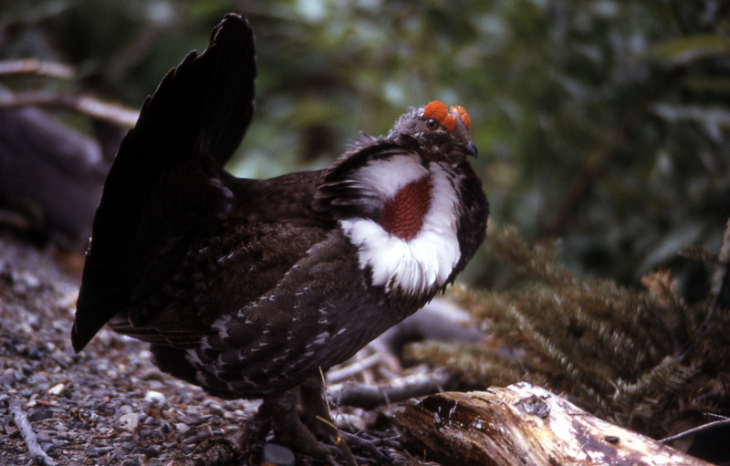 Blue Grouse (Dendragapus obscurus) - Wiki; DISPLAY FULL IMAGE.