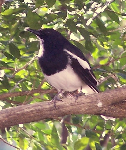 Magpie-robin (Family: Muscicapidae) - Wiki; Image ONLY