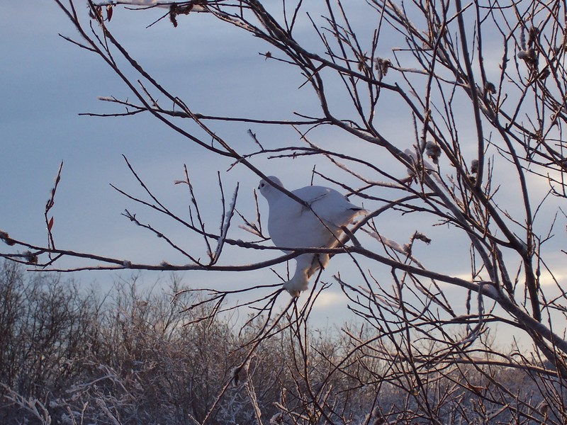 Rock Ptarmigan (Lagopus muta) in Winter plumage; DISPLAY FULL IMAGE.