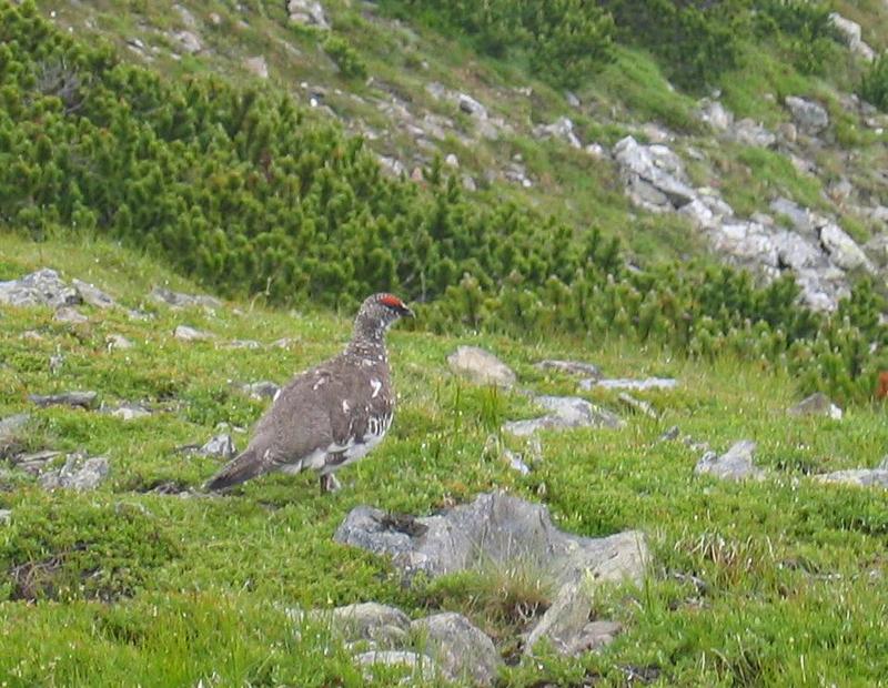 Alpine Ptarmigan (Lagopus muta helvetica), Summer plumage; DISPLAY FULL IMAGE.