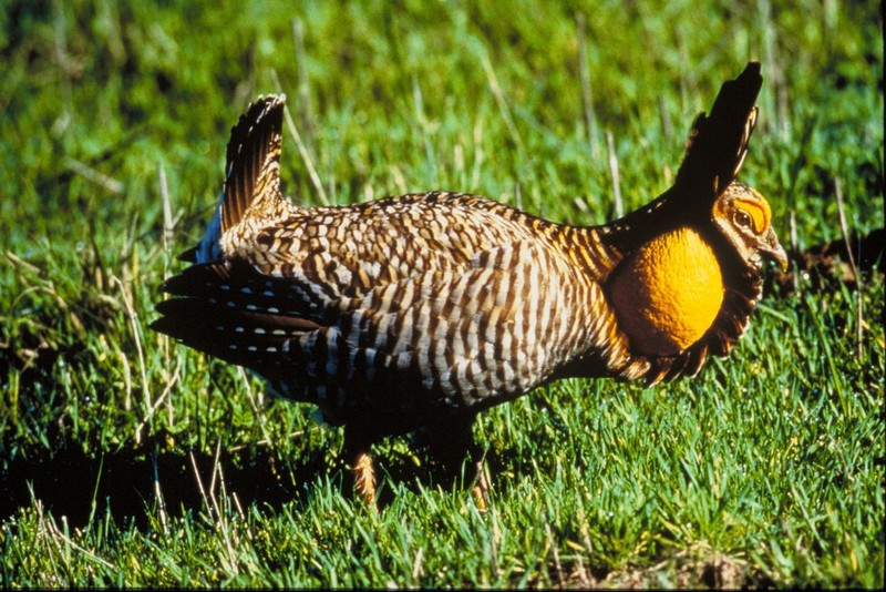 Attwater's Prairie Chicken (Tympanuchus cupido attwateri) - Wiki; DISPLAY FULL IMAGE.
