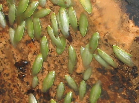 Green Banana Cockroach (Panchlora nivea) - Wiki; Image ONLY