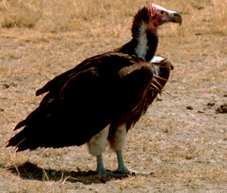Old World Vulture (Family: Accipitridae, Subfamily: Aegypiinae) - Wiki; Image ONLY
