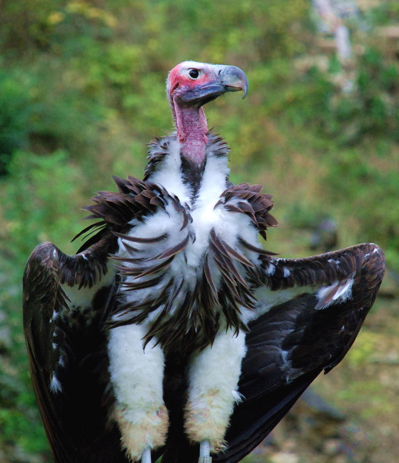 Lappet-faced Vulture (Torgos tracheliotus) - Wiki; DISPLAY FULL IMAGE.