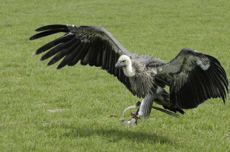 Eurasian Griffon Vulture (Gyps fulvus) - Wiki; DISPLAY FULL IMAGE.