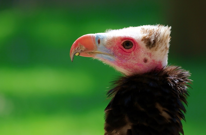 White-headed Vulture (Trigonoceps occipitalis) - Wiki; DISPLAY FULL IMAGE.