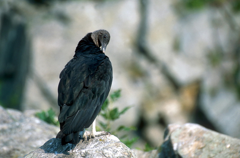 New World Vulture (Family: Cathartidae) - Wiki; DISPLAY FULL IMAGE.