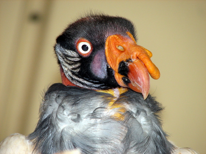 King Vulture (Sarcoramphus papa) - Wiki; DISPLAY FULL IMAGE.