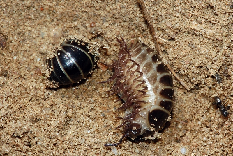 Pill Millipede (Glomeris marginata) underside; DISPLAY FULL IMAGE.