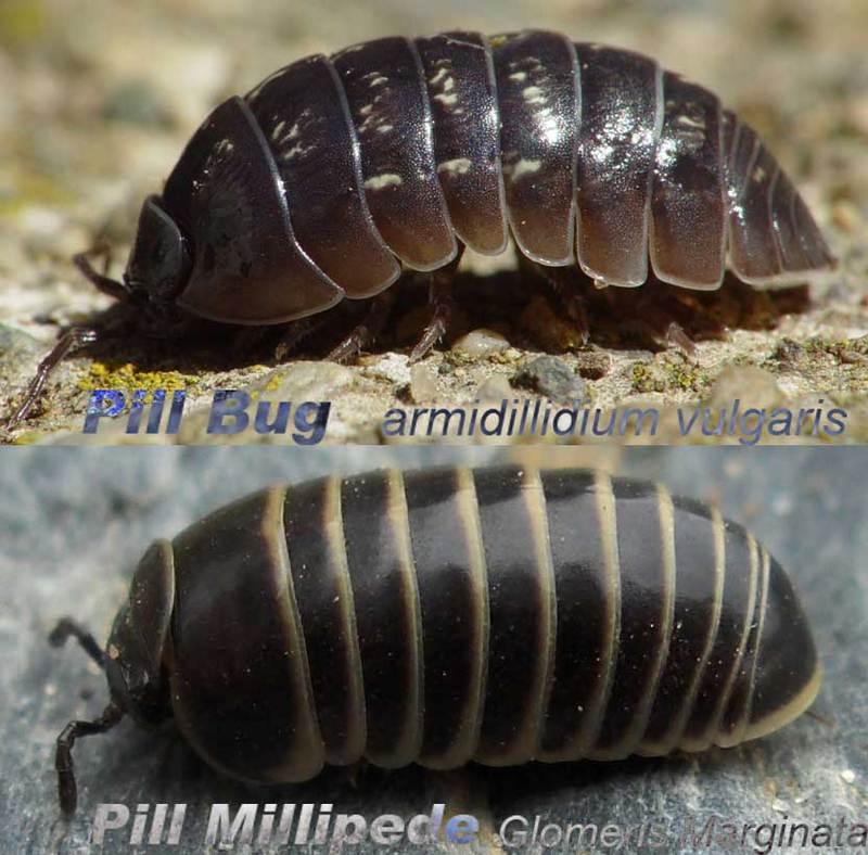 Pill Millipede (Superorder: Oniscomorpha) - Wiki; DISPLAY FULL IMAGE.