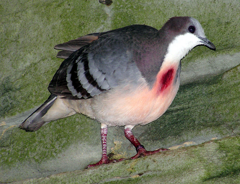 Luzon Bleeding-heart Dove (Gallicolumba luzonica) - Wiki; DISPLAY FULL IMAGE.