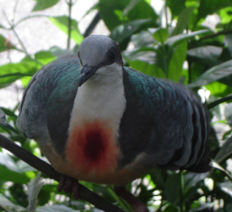 Pigeon, Dove (Family: Columbidae) - Wiki; DISPLAY FULL IMAGE.