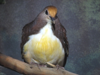 Cinnamon Ground-dove, Golden-heart Pigeon (Gallicolumba rufigula) - Wiki; Image ONLY