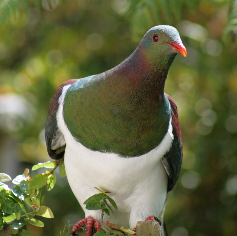 New Zealand Pigeon (Hemiphaga novaeseelandiae) - Wiki; DISPLAY FULL IMAGE.
