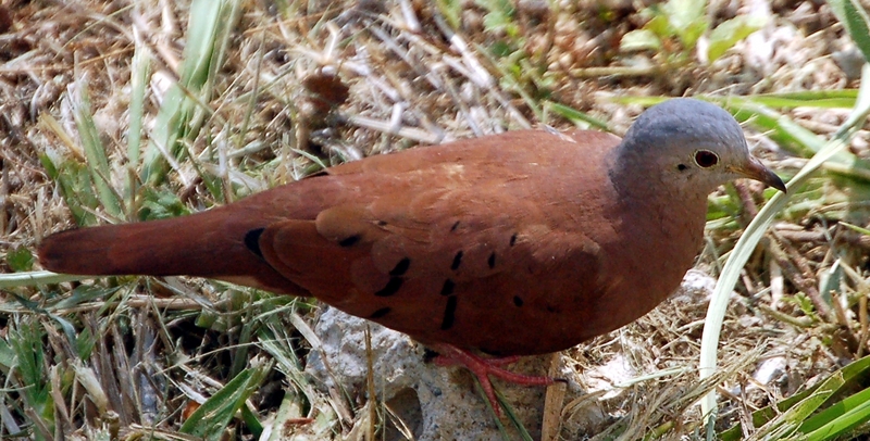 Ruddy Ground Dove (Columbina talpacoti) - Wiki; DISPLAY FULL IMAGE.