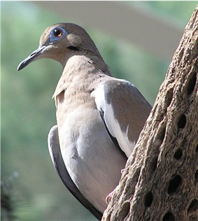 White-winged Dove (Zenaida asiatica) - Wiki; Image ONLY