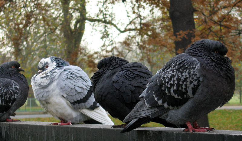 Feral Pigeon (Columba livia domestica) - Wiki; DISPLAY FULL IMAGE.