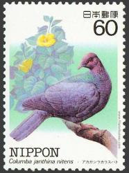 Japanese Wood-pigeon (Columba janthina) - Wiki; Image ONLY