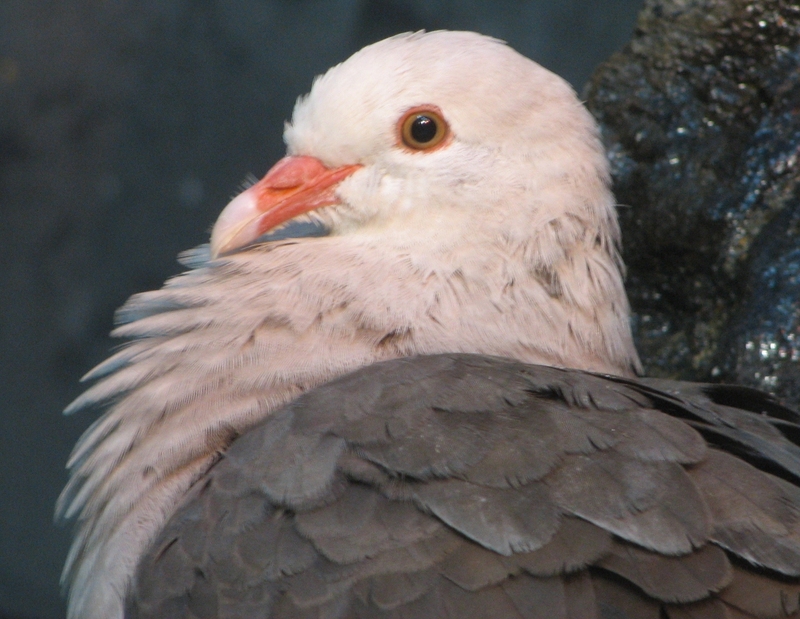 Pink Pigeon (Streptopelia mayeri) - Wiki; DISPLAY FULL IMAGE.