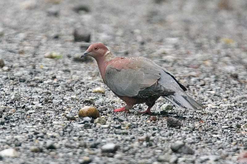 Chilean Pigeon (Patagioenas araucana) - Wiki; DISPLAY FULL IMAGE.