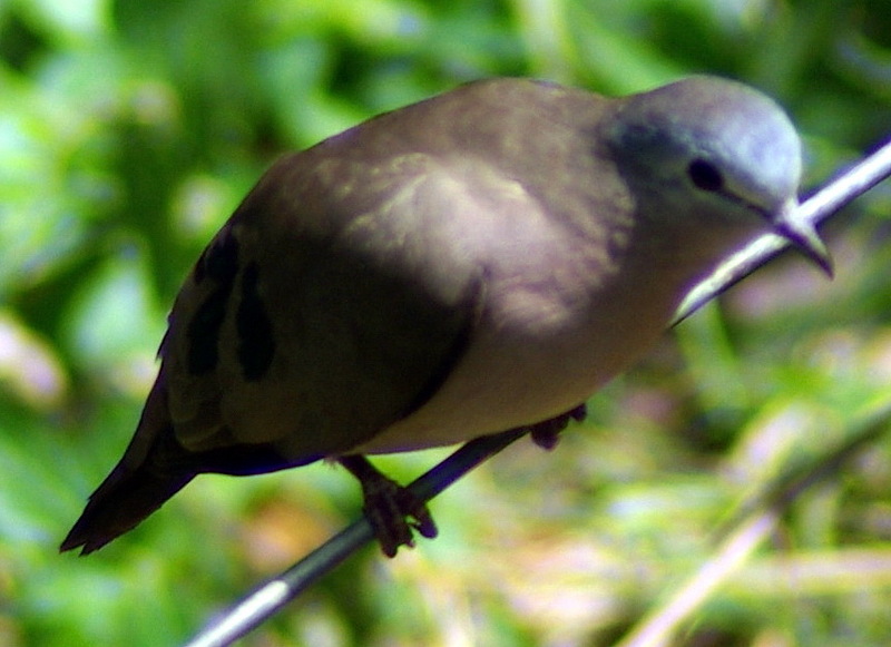 Genus Turtur (Family: Columbidae, Wood Doves) - Wiki; DISPLAY FULL IMAGE.