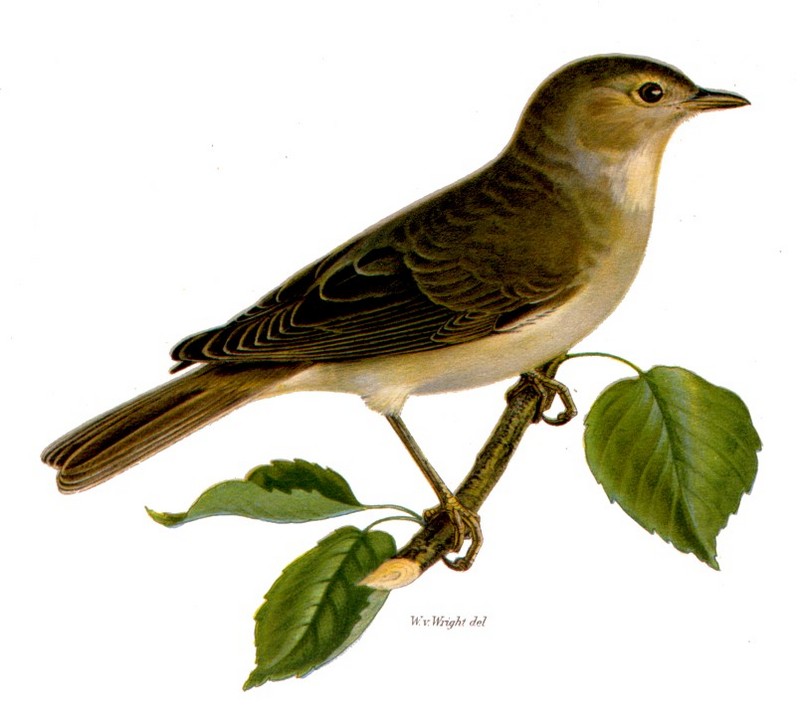 Garden Warbler (Sylvia borin) - Wiki; DISPLAY FULL IMAGE.