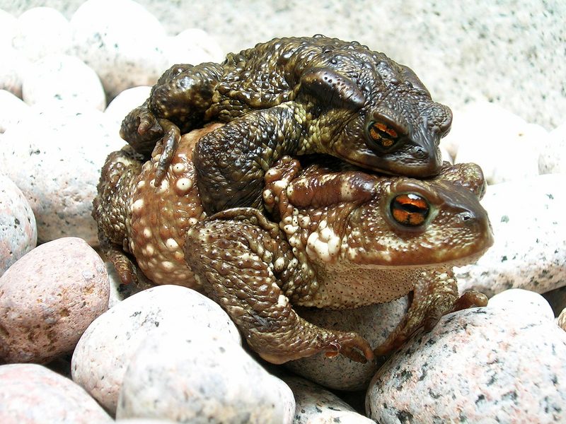 Common Toad (Bufo bufo) - Wiki; DISPLAY FULL IMAGE.