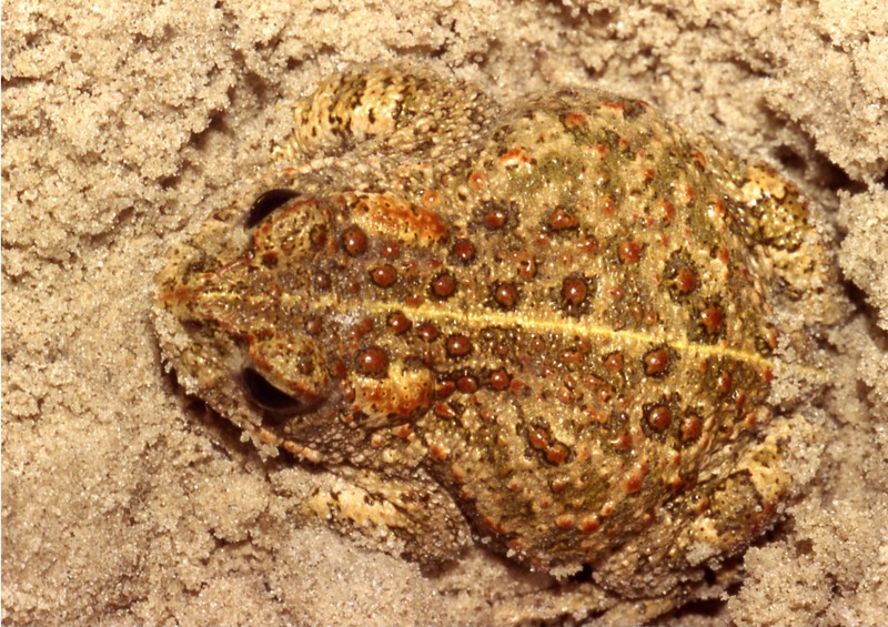 Natterjack Toad (Epidalea calamita) - Wiki; DISPLAY FULL IMAGE.