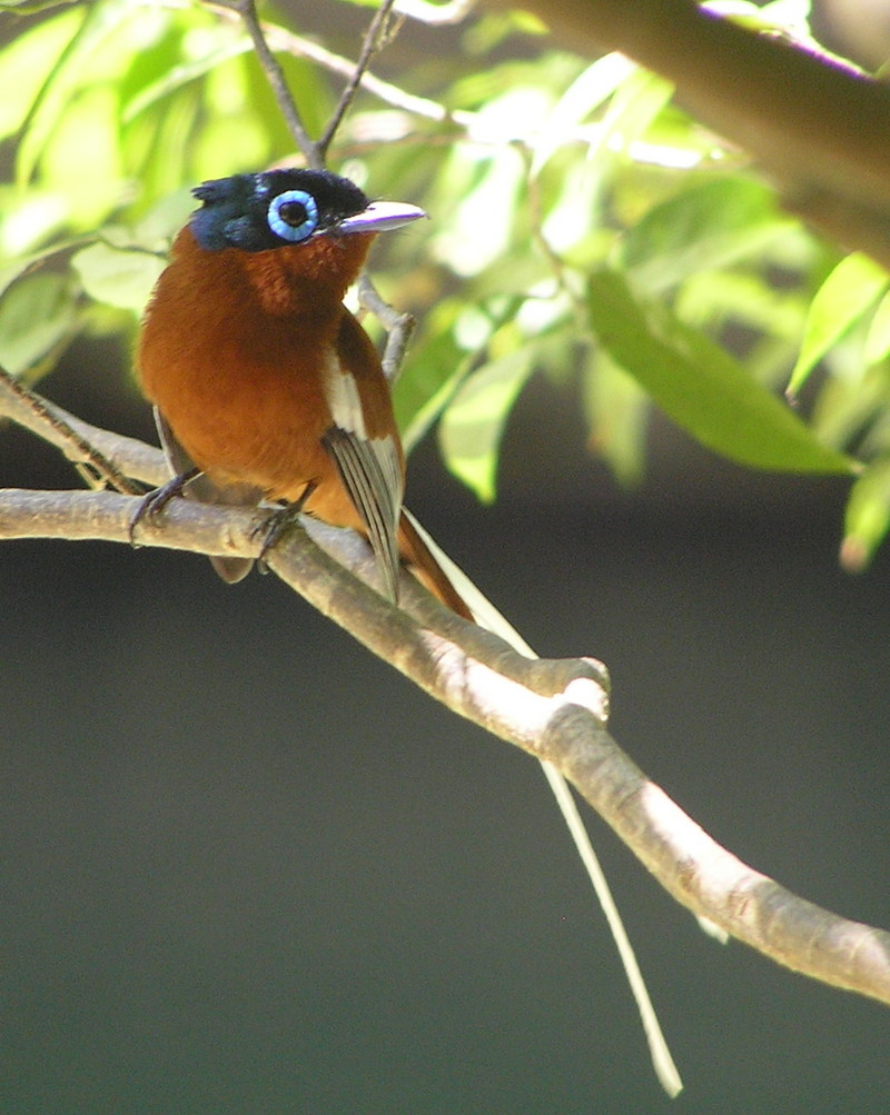 Madagascar Paradise-flycatcher (Terpsiphone mutata) - Wiki; DISPLAY FULL IMAGE.