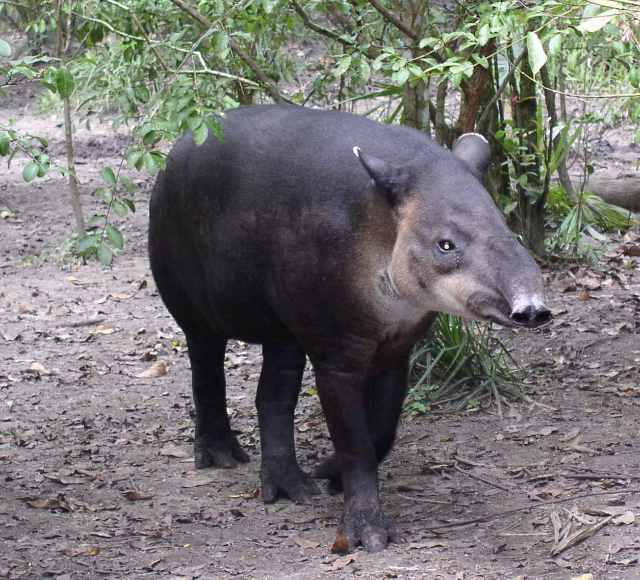 Tapir (Family: Tapiridae, Genus: Tapirus) - Wiki; Image ONLY