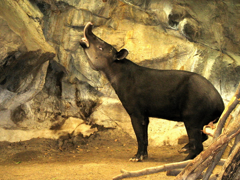 Baird's Tapir (Tapirus bairdii) - Wiki; DISPLAY FULL IMAGE.