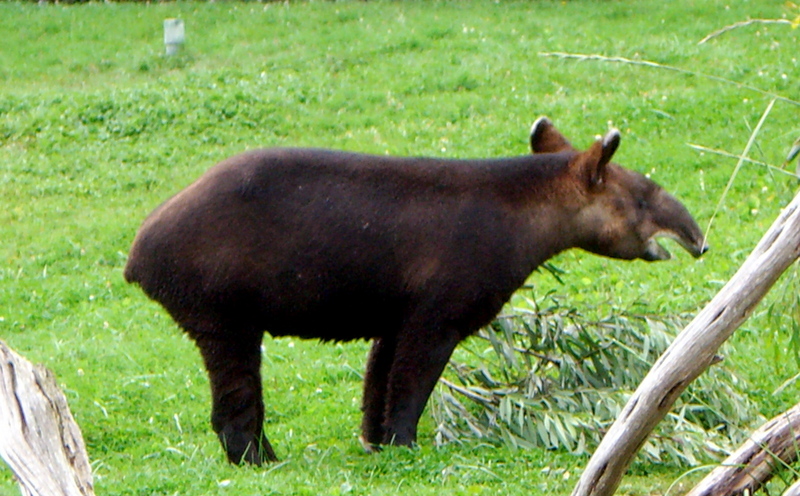 Mountain Tapir (Tapirus pinchaque) - Wiki; DISPLAY FULL IMAGE.