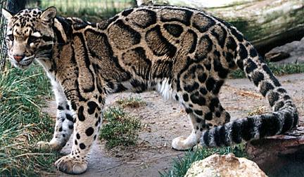 Clouded Leopard (Neofelis nebulosa) - Wiki