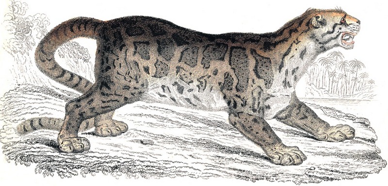 Bornean Clouded Leopard (Neofelis diardi) - Wiki; DISPLAY FULL IMAGE.